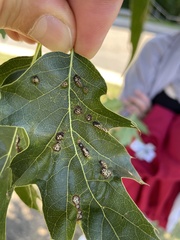 Callirhytis favosa