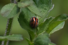 Epilachna ostensoides