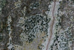 Alyxoria varia