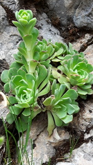 Rosularia