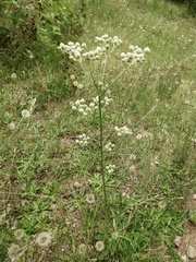 Eryngium elegans