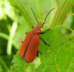 Pyrochroa serraticornis
