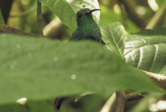 Chalybura buffonii