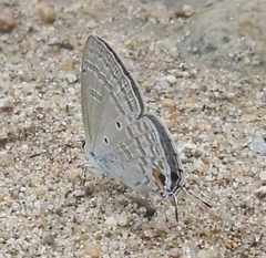 Catochrysops panormus