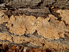 Fungi