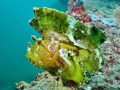 Taenianotus triacanthus