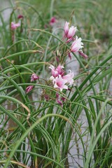 Crinum campanulatum