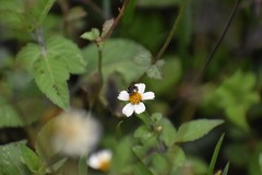 Exomalopsis bruesi