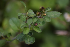 Epilachna ostensoides