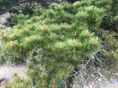 Pinus taiwanensis