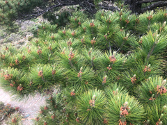 Pinus taiwanensis