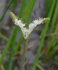 Aponogeton junceus