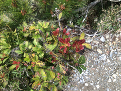 Pieris japonica taiwanensis