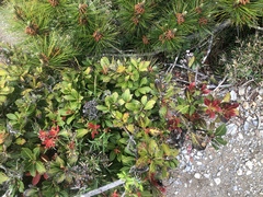 Pieris japonica taiwanensis