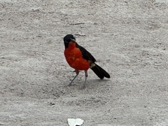 Laniarius erythrogaster