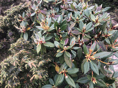 Rhododendron pseudochrysanthum