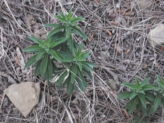 Lysimachia barystachys