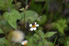 Exomalopsis bruesi