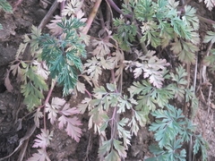 Corydalis pallida