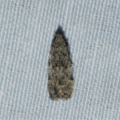 Anacampsis conclusella