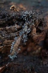 Stemonitopsis typhina