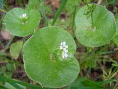 Claytonia perfoliata