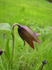 Fritillaria biflora