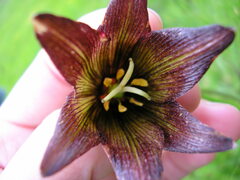 Fritillaria biflora