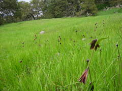 Fritillaria biflora