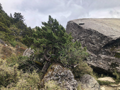 Juniperus squamata