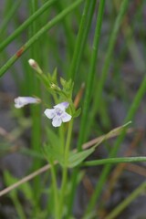 Lindernia parviflora