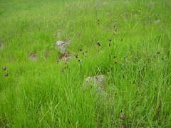 Fritillaria biflora