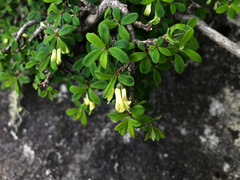 Lonicera kawakamii