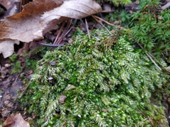 Plagiothecium curvifolium