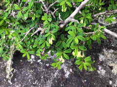 Lonicera kawakamii