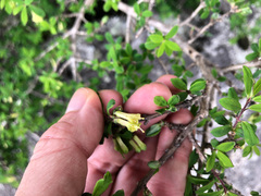 Lonicera kawakamii