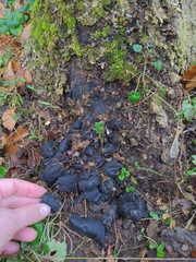 Xylaria polymorpha