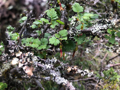 Ribes formosanum