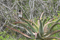 Pycnonotus barbatus layardi