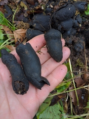 Xylaria polymorpha
