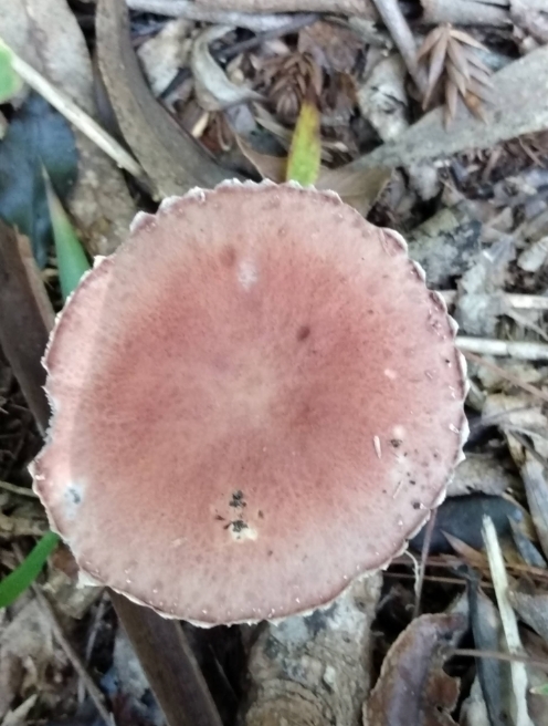 Stropharia rugosoannulata · May 2022 · photo: © lelacappelli (iNaturalist, cc0)