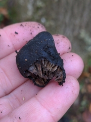 Xylaria polymorpha