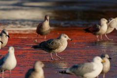 Larus argentatus × hyperboreus