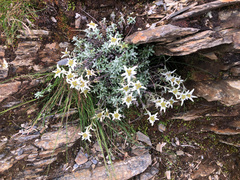Leontopodium microphyllum