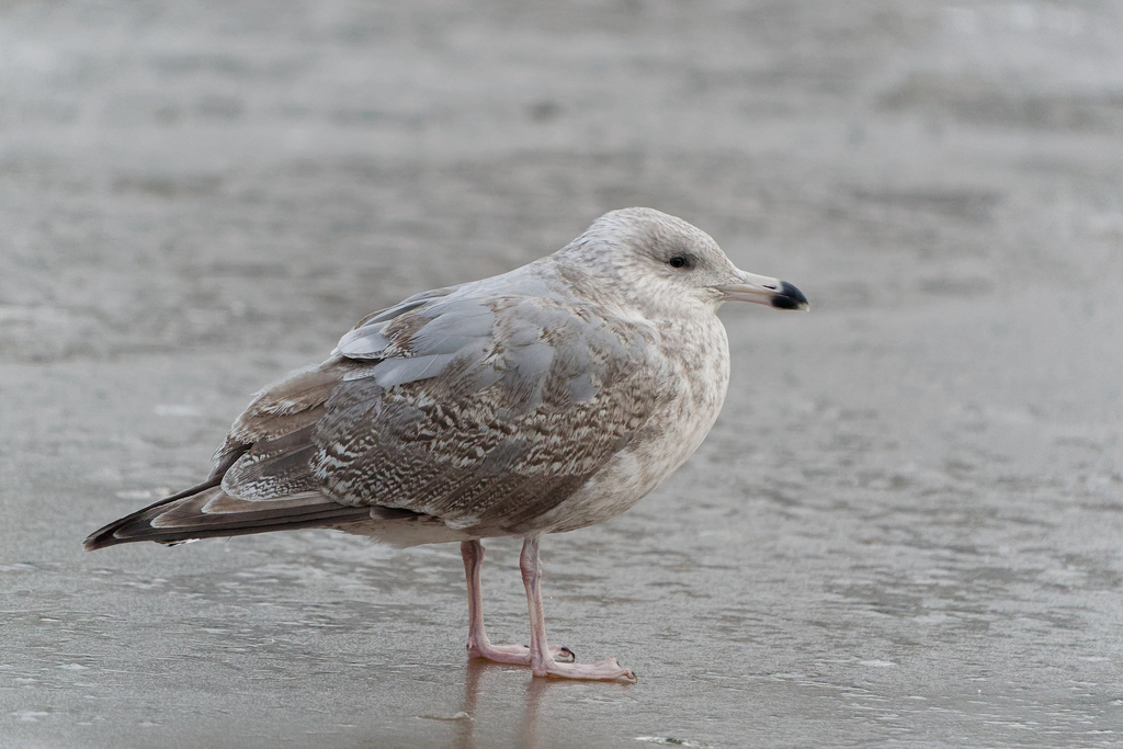 Common Glaucous Gull