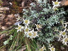 Leontopodium microphyllum