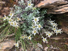 Leontopodium microphyllum
