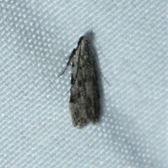 Anacampsis conclusella