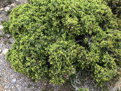Juniperus formosana