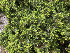 Juniperus formosana